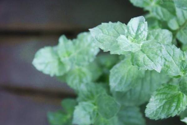 薄荷什么時候播種