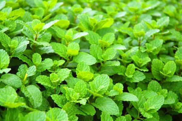 薄荷什么時候播種