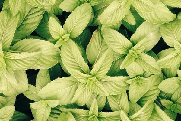 薄荷什么時候播種