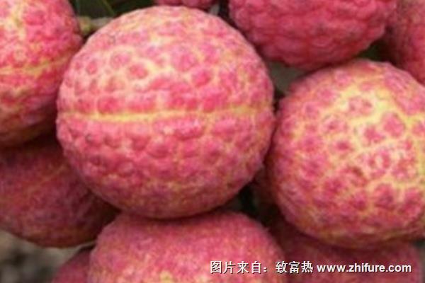 掛綠荔枝為什么這么貴