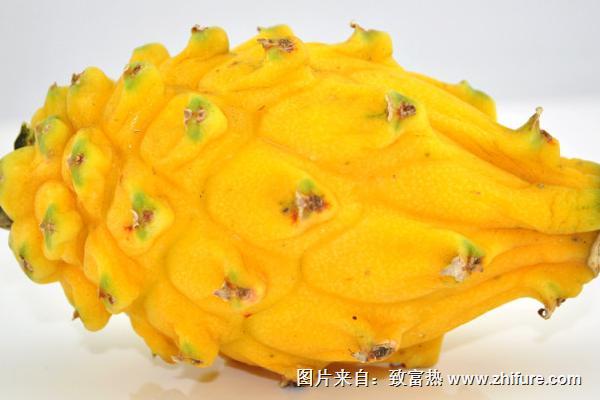 黃皮火龍果價格多少錢一斤