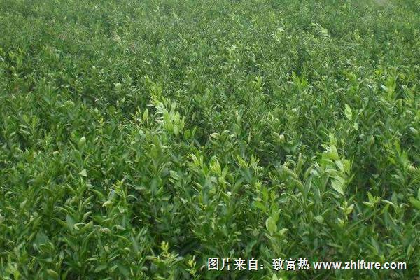 紅肉臍橙苗價格多少錢一棵