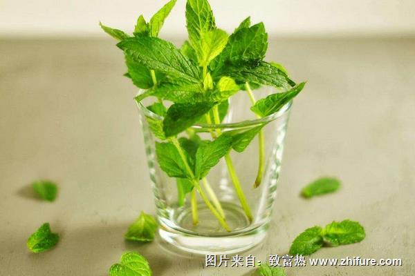 薄荷什么時(shí)候采摘