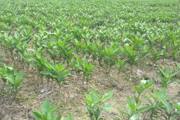 紅肉臍橙苗價格多少錢一棵