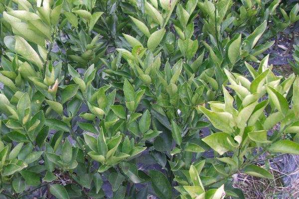 紅肉臍橙苗價格多少錢一棵