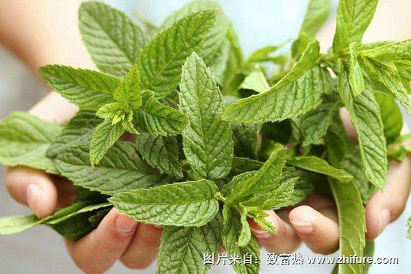 薄荷葉子枯萎怎么辦