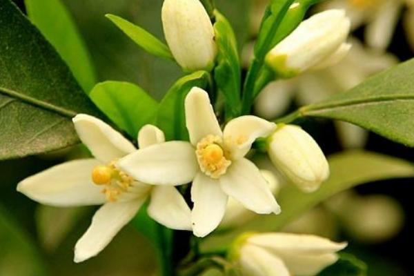 紅肉臍橙苗價格多少錢一棵