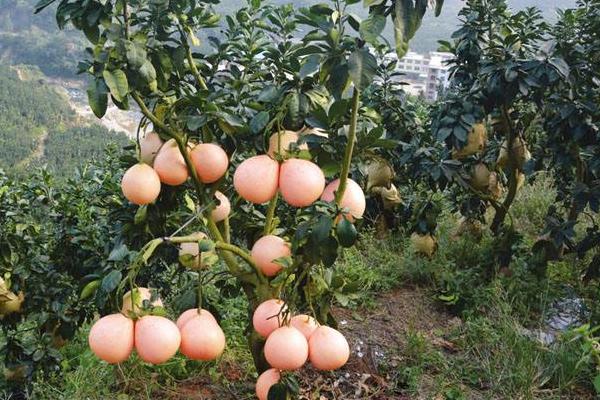 紅肉臍橙苗價格多少錢一棵