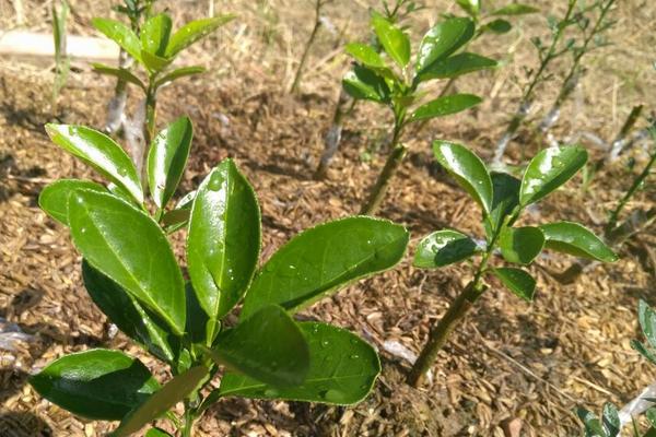 紐荷爾臍橙苗價格多少錢一棵