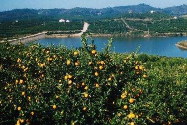 紅肉臍橙苗價格多少錢一棵