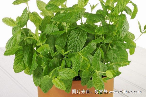 薄荷長蟲怎么辦