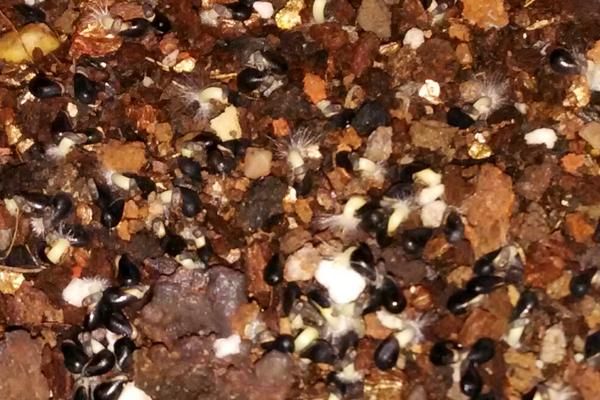 火龍果的籽能消化嗎