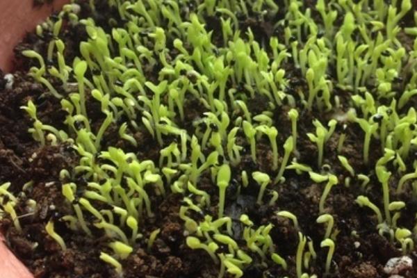 火龍果的籽能消化嗎