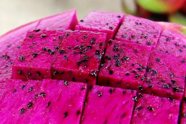 火龍果的籽能消化嗎