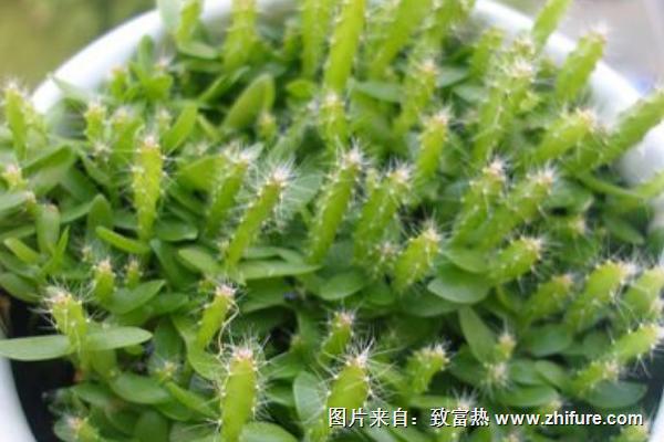 火龍果什么時(shí)間種植