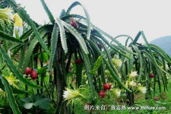 火龍果樹是仙人掌嗎