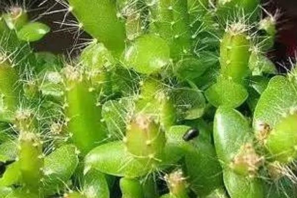 火龍果樹是仙人掌嗎