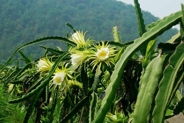 火龍果樹是仙人掌嗎