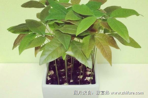 龍眼盆栽能結果嗎