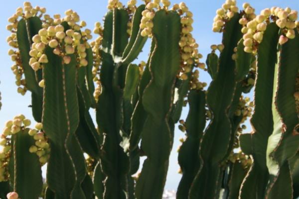 火龍果樹是仙人掌嗎