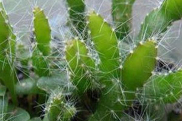 火龍果樹是仙人掌嗎