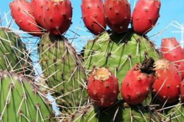 火龍果樹是仙人掌嗎