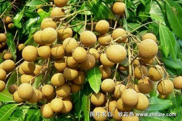 龍眼的產(chǎn)地在哪里