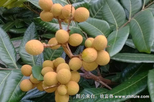 龍眼的品種有哪些