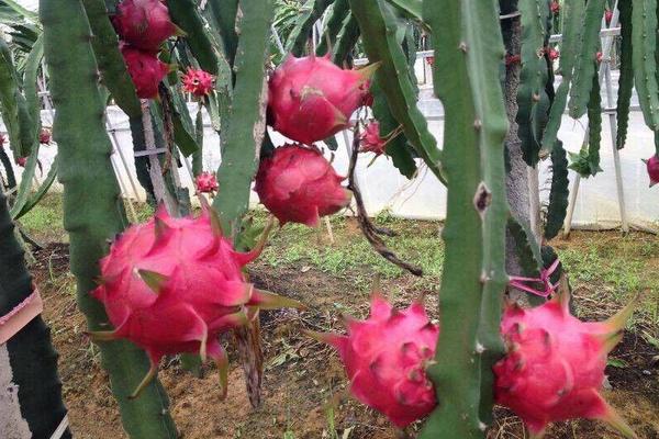 紅心火龍果的產(chǎn)地在哪里