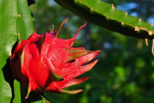 紅心火龍果的產(chǎn)地在哪里