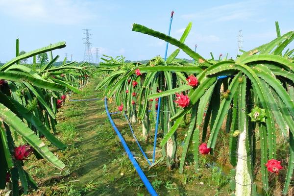 紅心火龍果的產(chǎn)地在哪里
