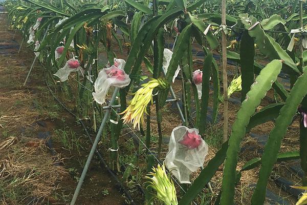 紅心火龍果的產(chǎn)地在哪里