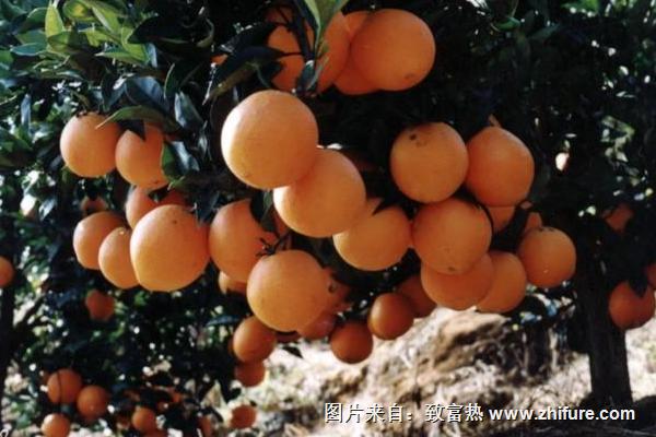 臍橙臍黃病的防治方法