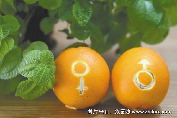 臍橙怎么分公母