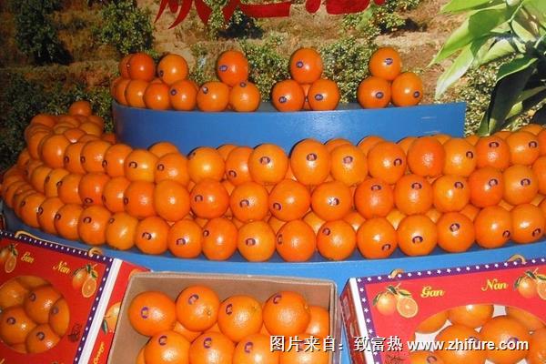 贛南臍橙圖片大全