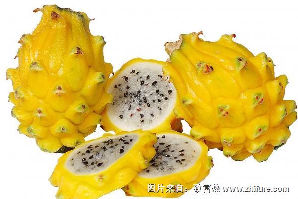 黃皮火龍果營養價值