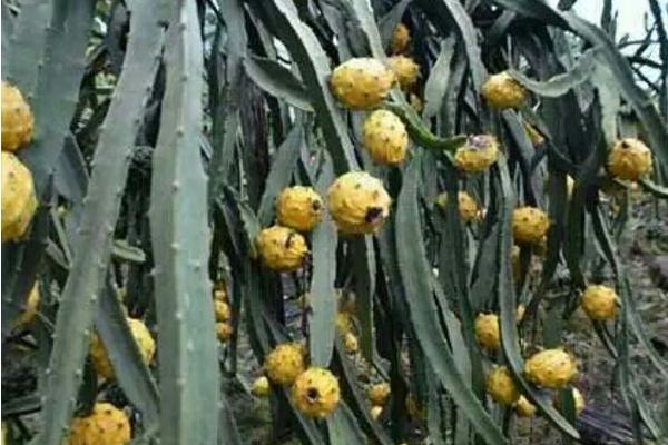 黃皮火龍果營養價值