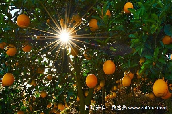 贛南臍橙種植技術