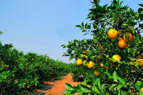 贛南臍橙種植技術(shù)
