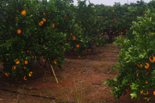 贛南臍橙種植技術(shù)