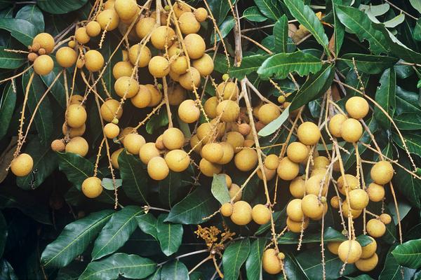 龍眼什么時(shí)候成熟