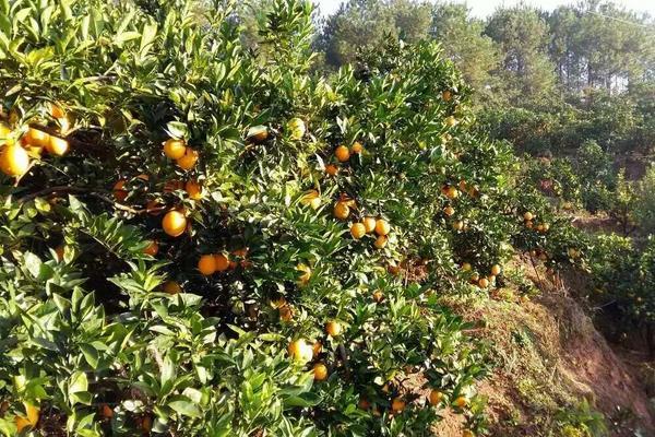 贛南臍橙種植技術(shù)