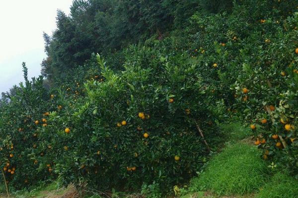 贛南臍橙種植技術(shù)