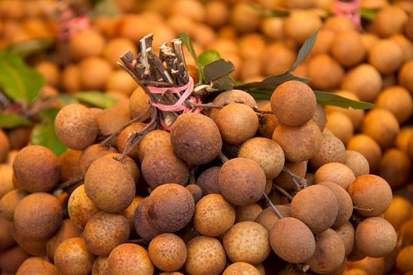 龍眼什么時(shí)候成熟