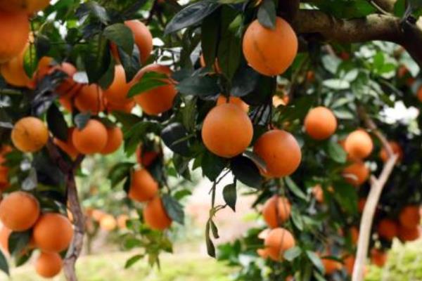 贛南臍橙種植技術(shù)
