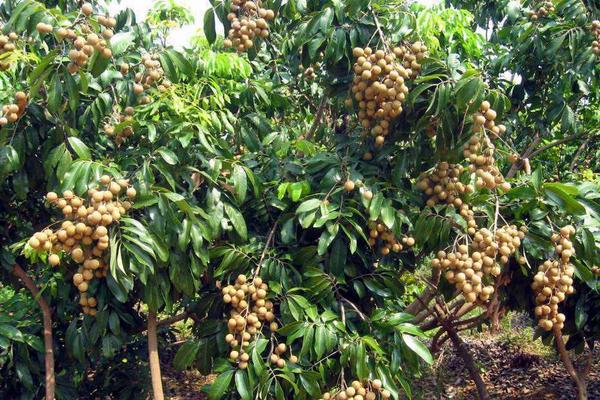 龍眼什么時(shí)候成熟