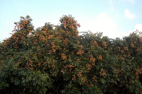 龍眼什么時(shí)候成熟