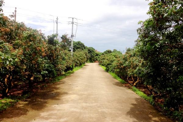 龍眼什么時(shí)候成熟