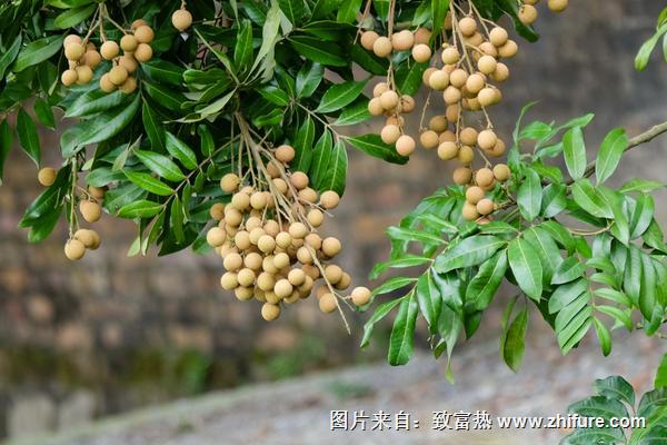 龍眼什么時(shí)候成熟