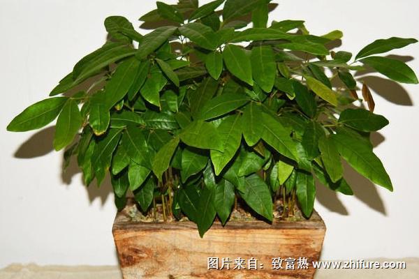 龍眼苗圖片大全